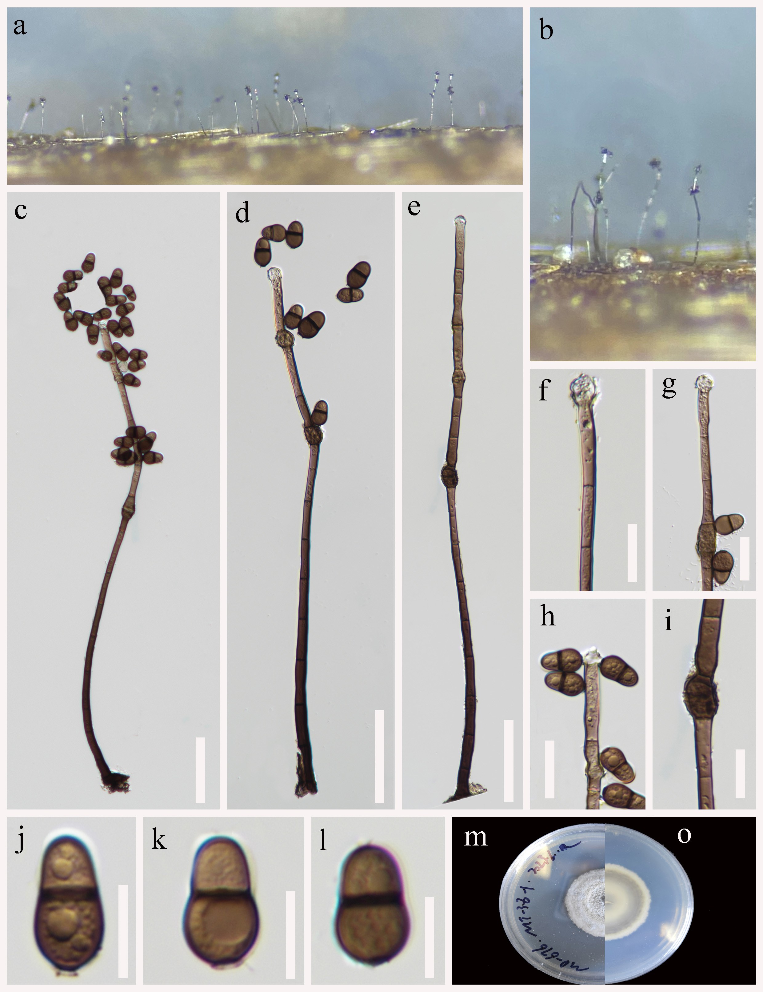 Figure 49